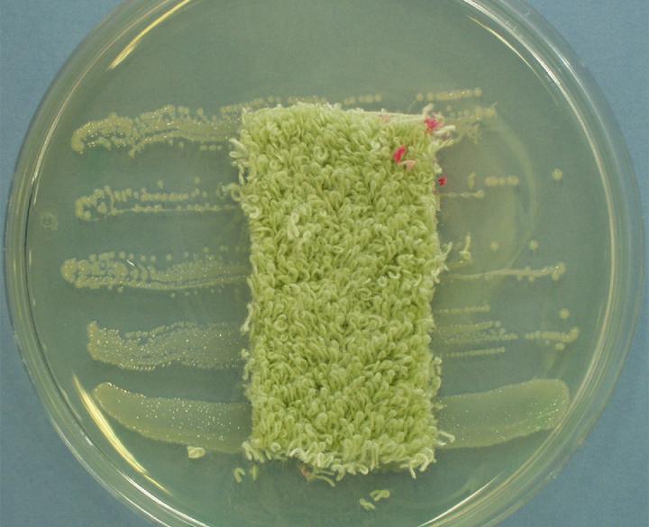 ATCC 147 Agar diffusion test with bacteria (Staphylococcus aureus)