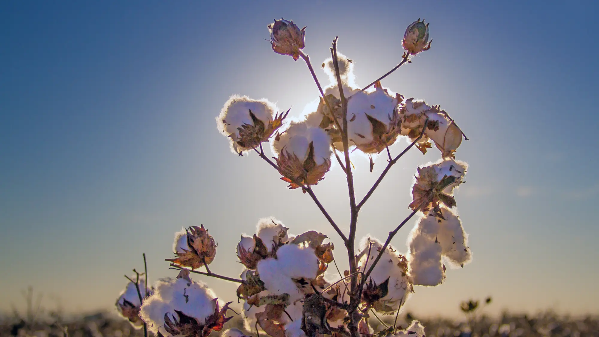 cotton field