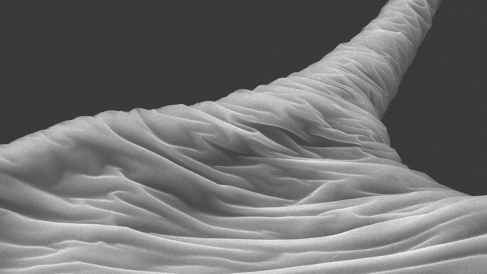 lamination SEM