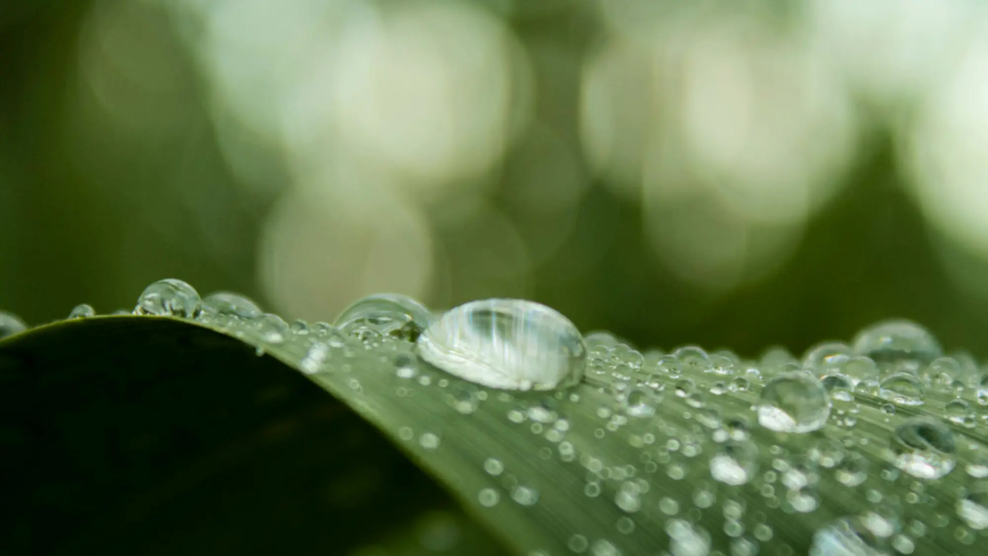 rain forest