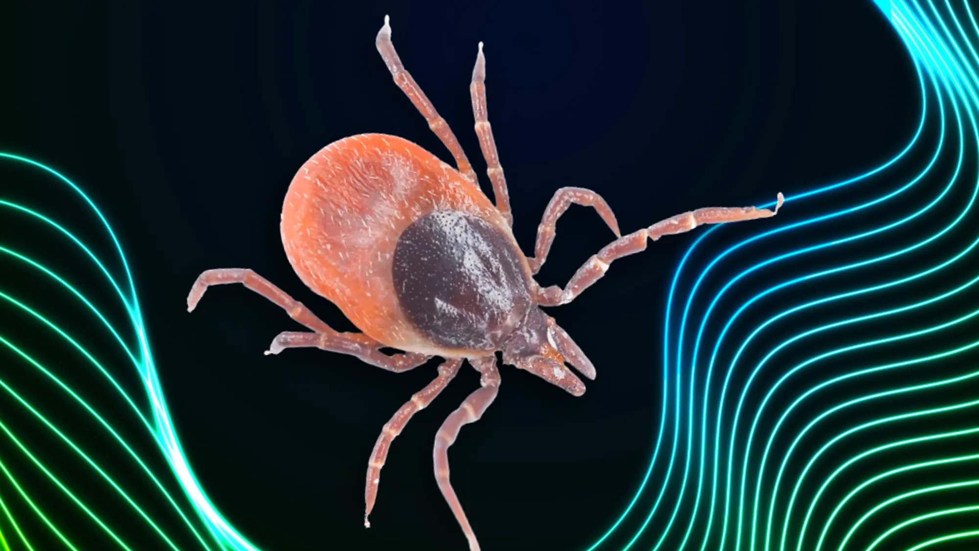 tick
