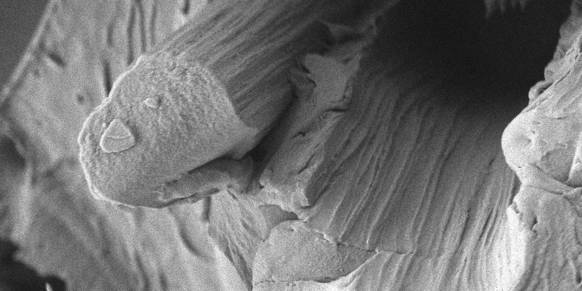 composite SEM image