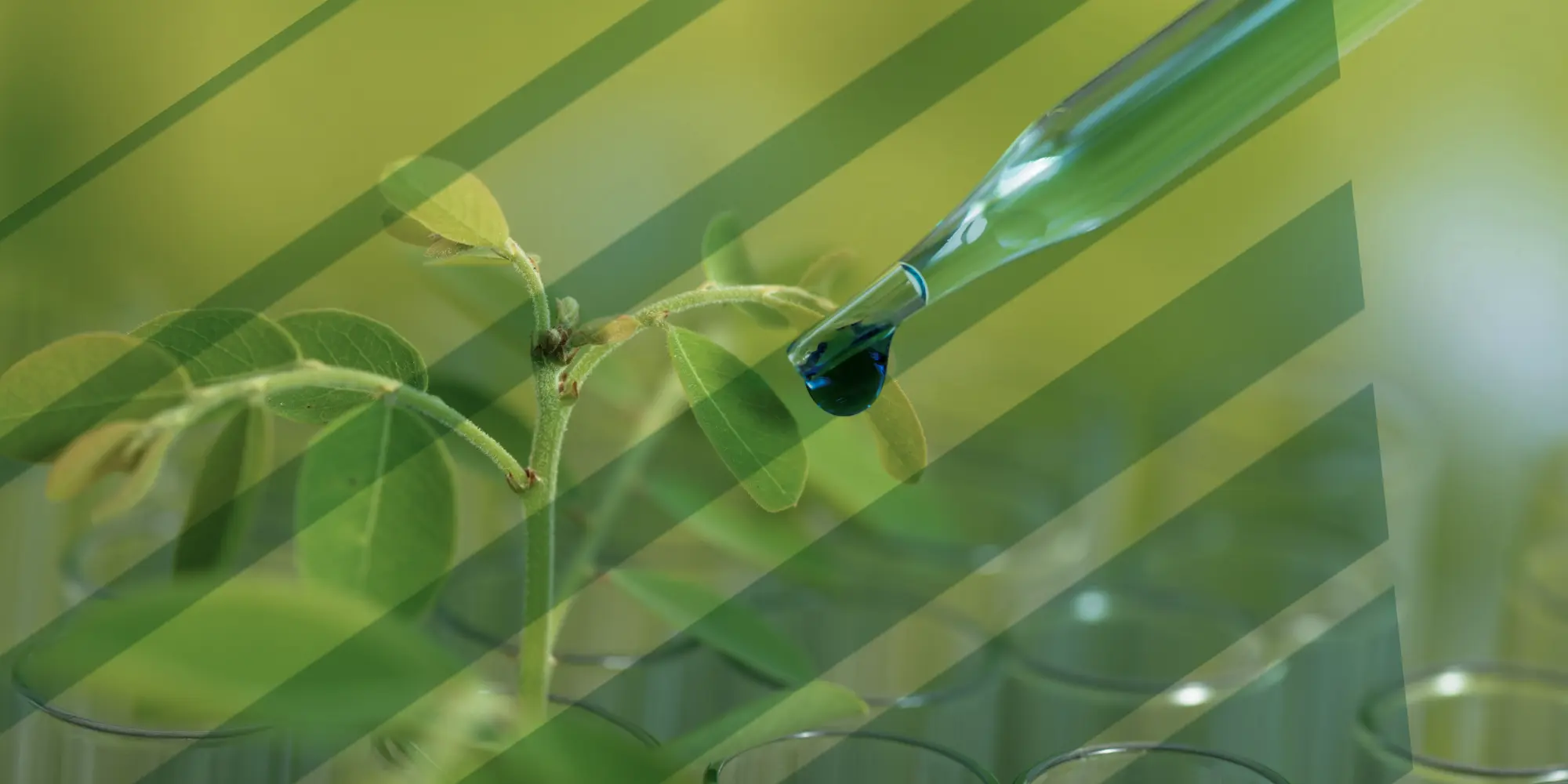 Bio-Uptake