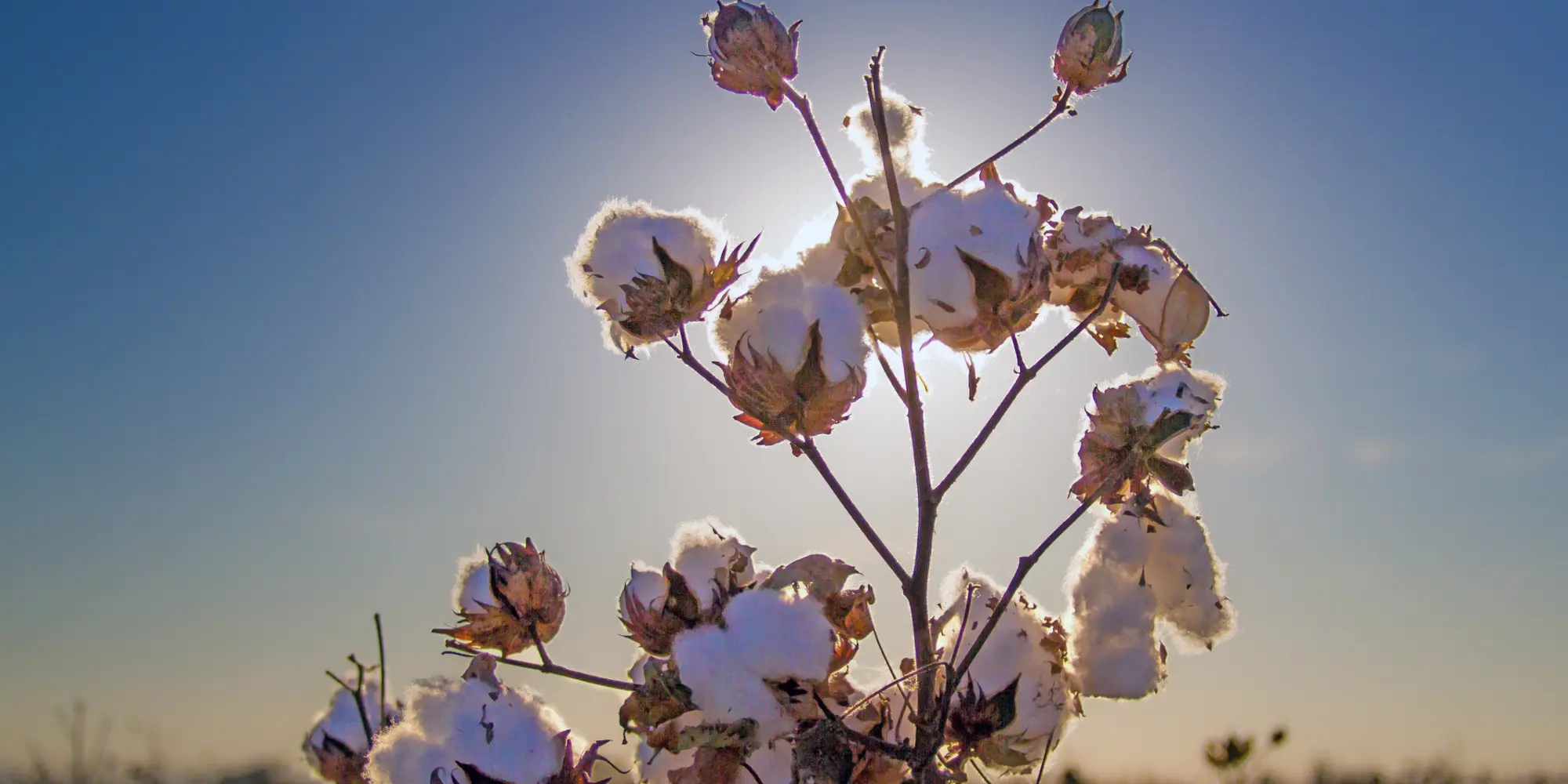 cotton field