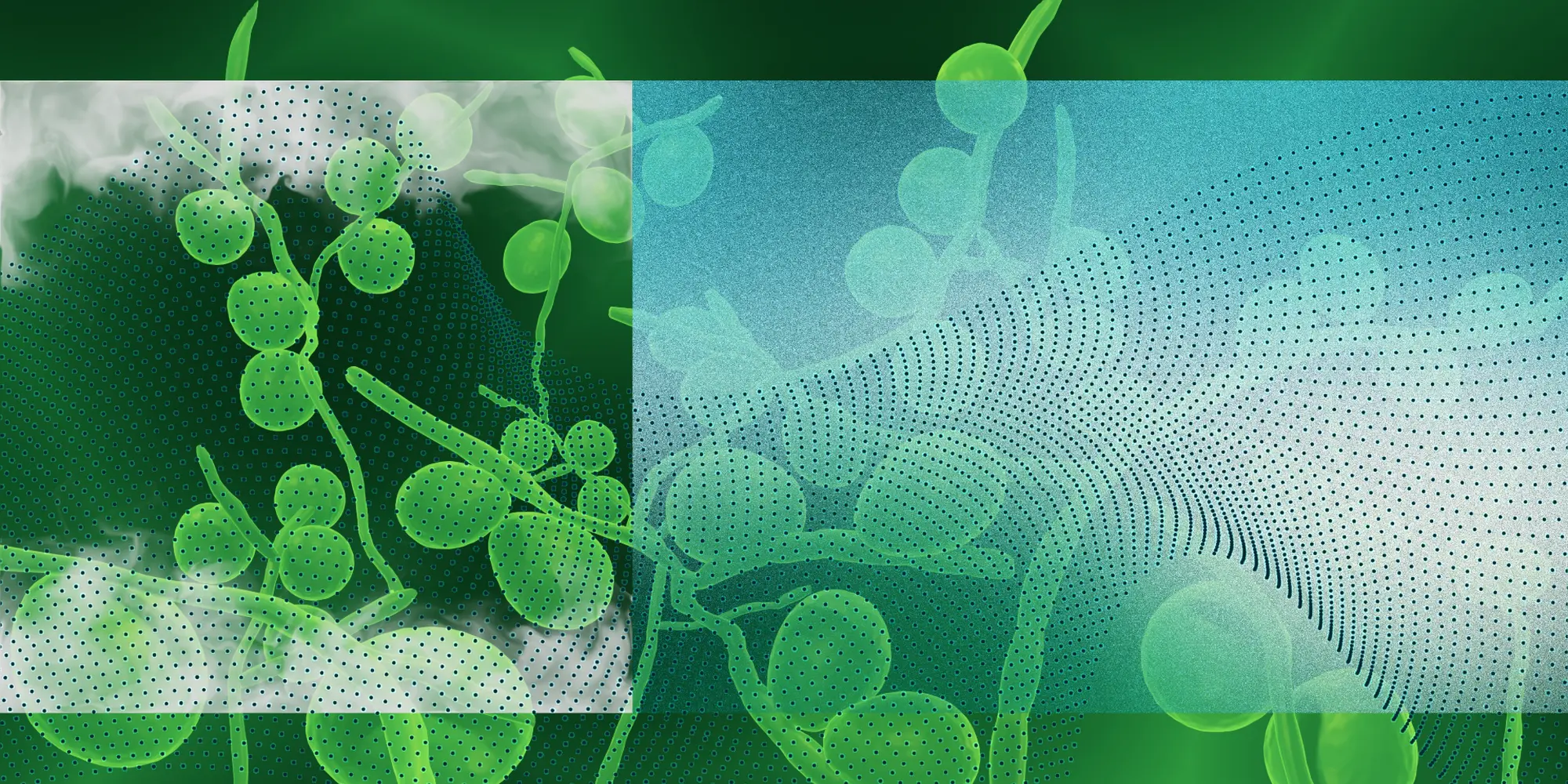 microecotex banner