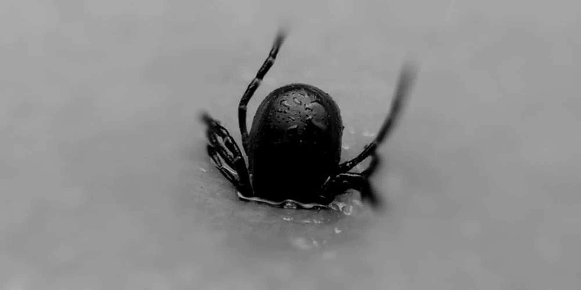 tickbanner