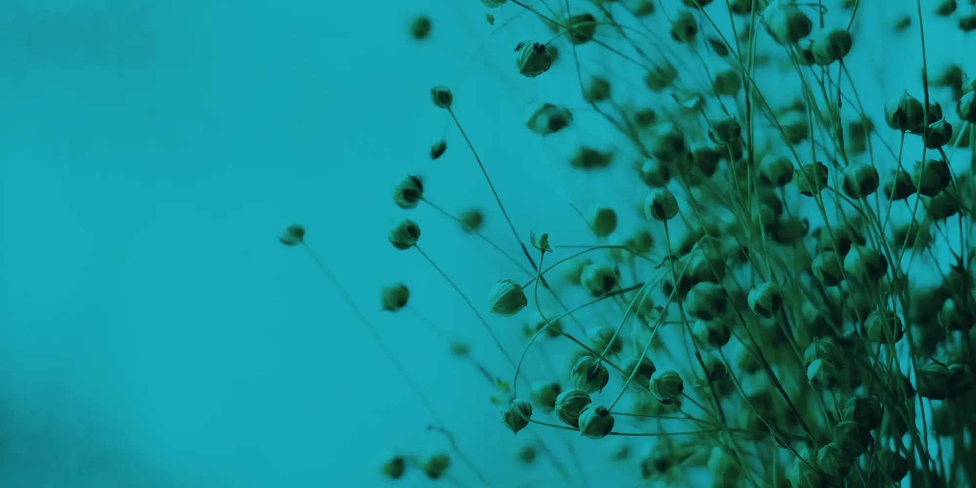flax
