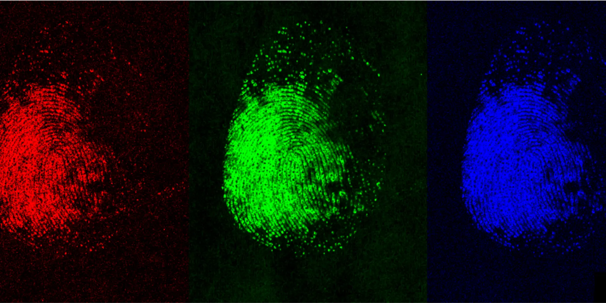 fingerprints