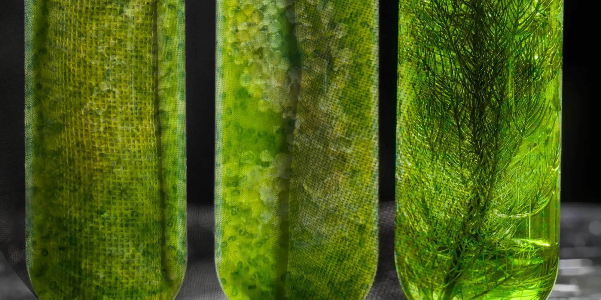 BIG-ALGAE_Header