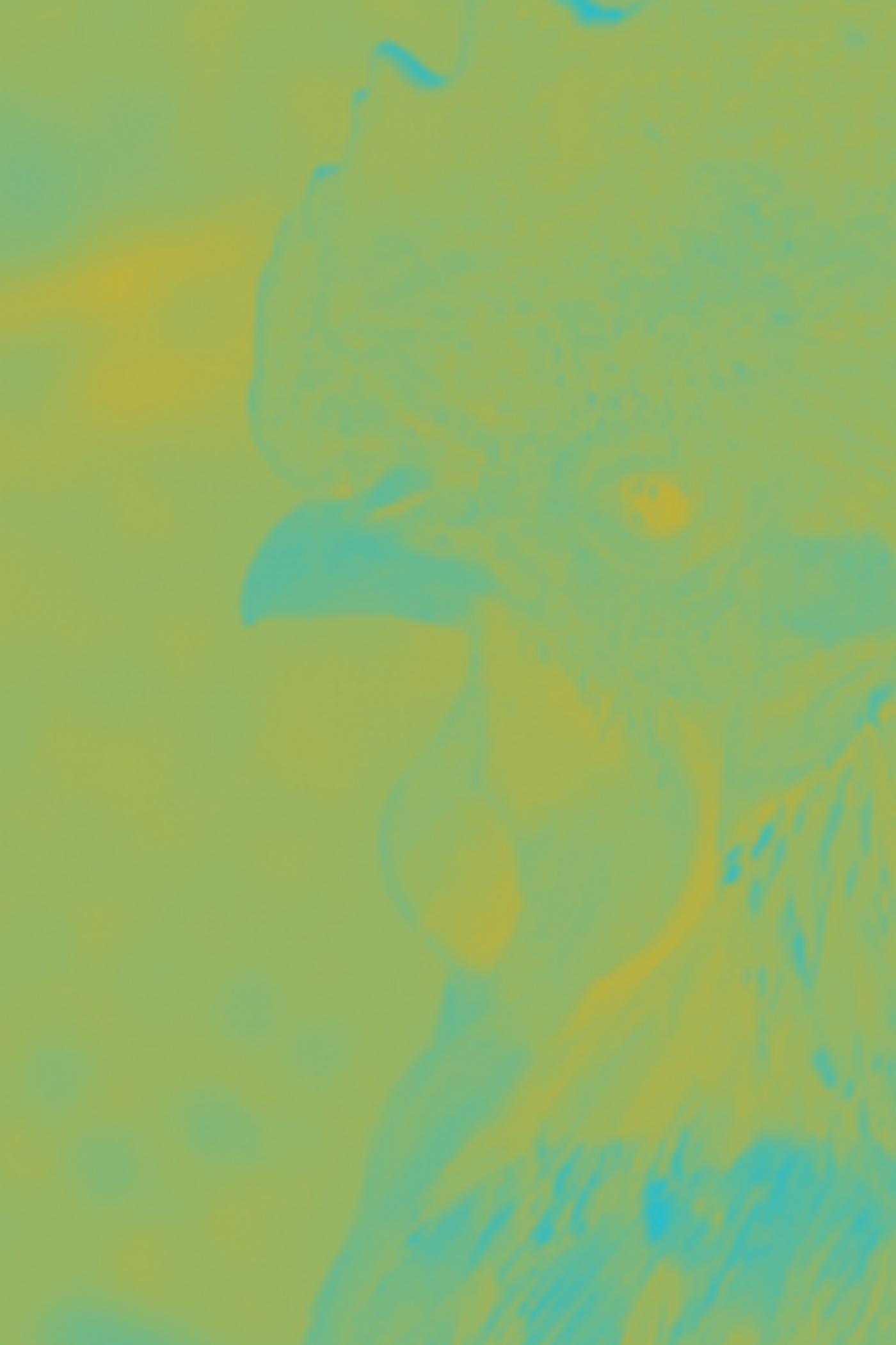 chicken