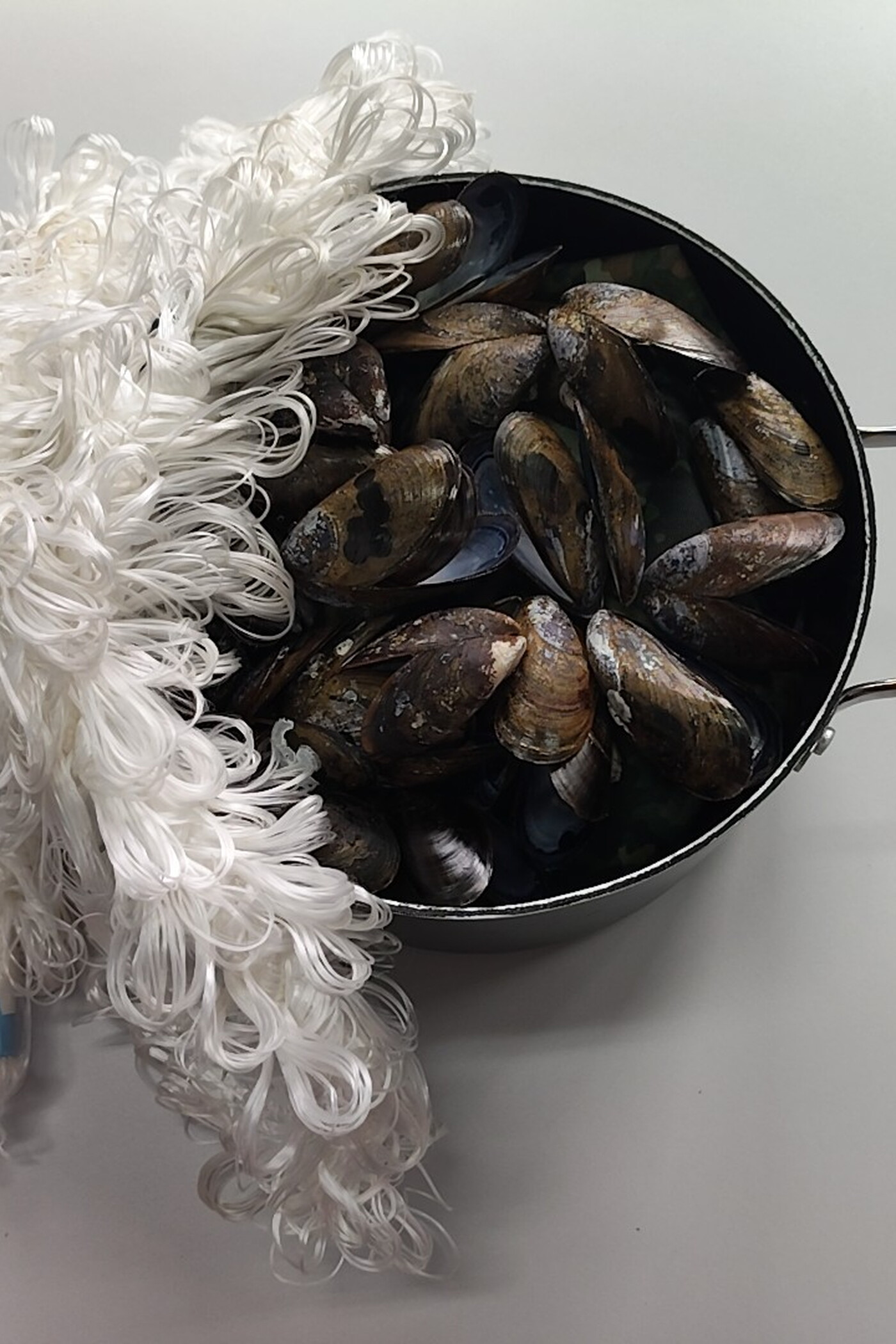 mossels