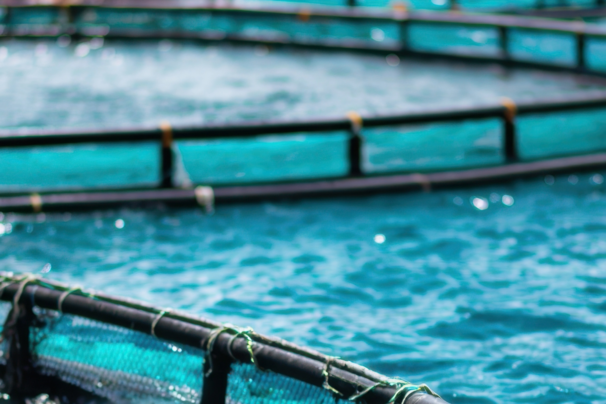 Banner-fishing-gear