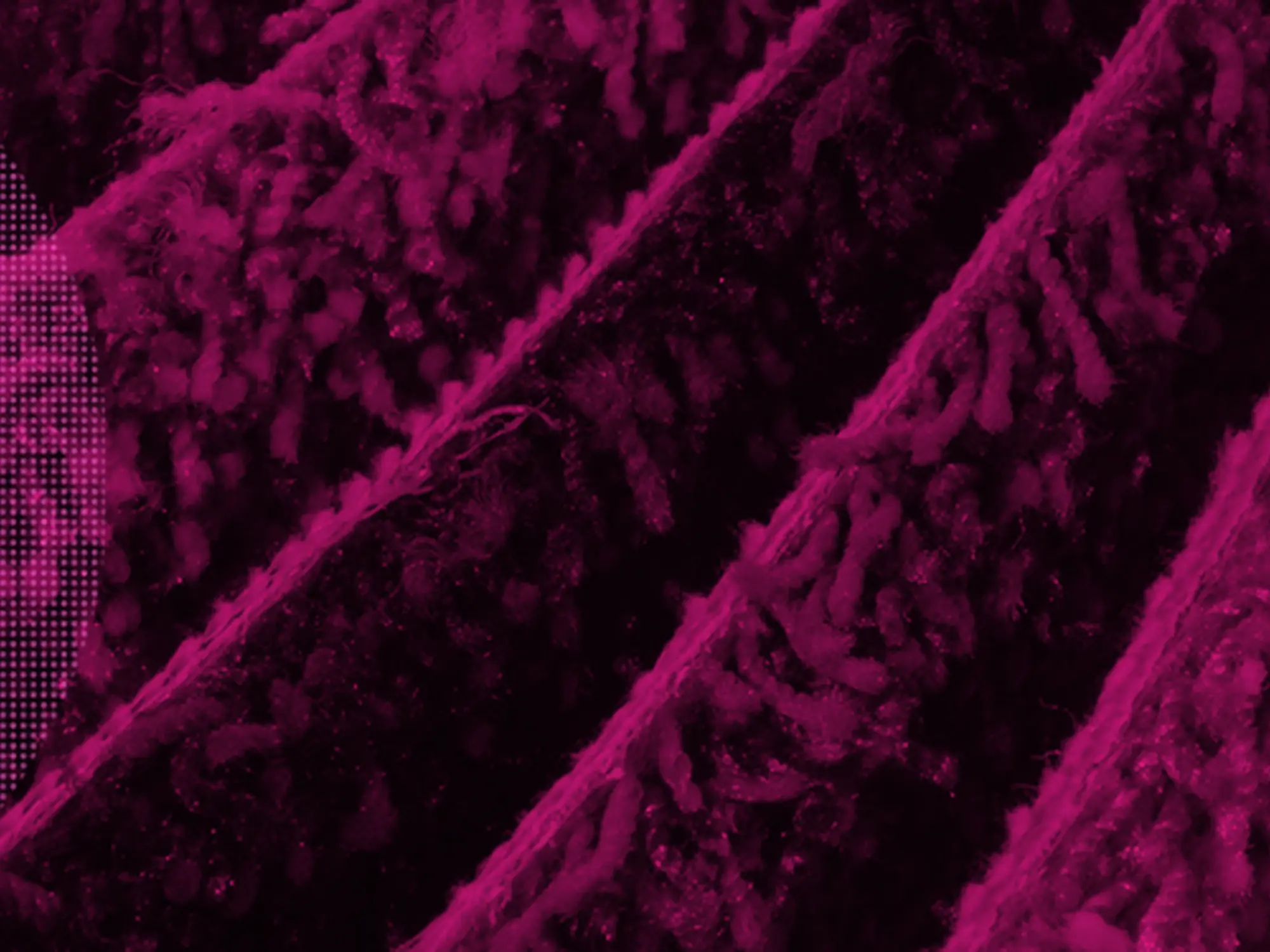 carpet banner