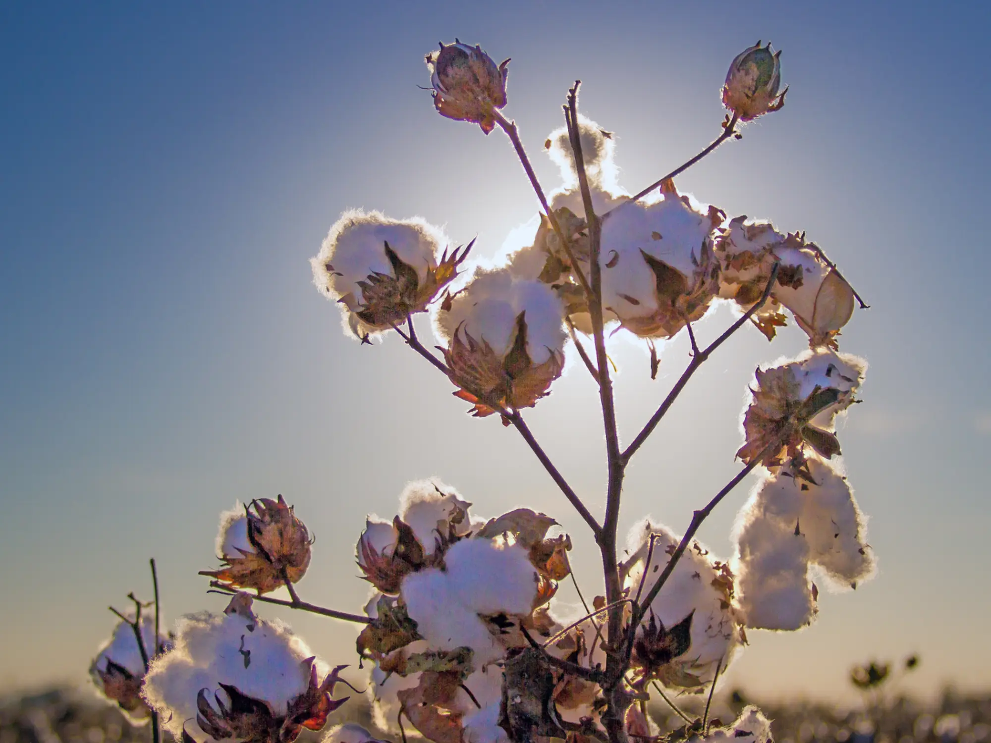 cotton field