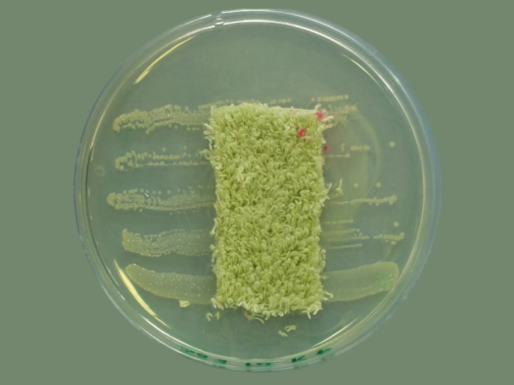 ATCC 147 Agar diffusion test with bacteria (Staphylococcus aureus)