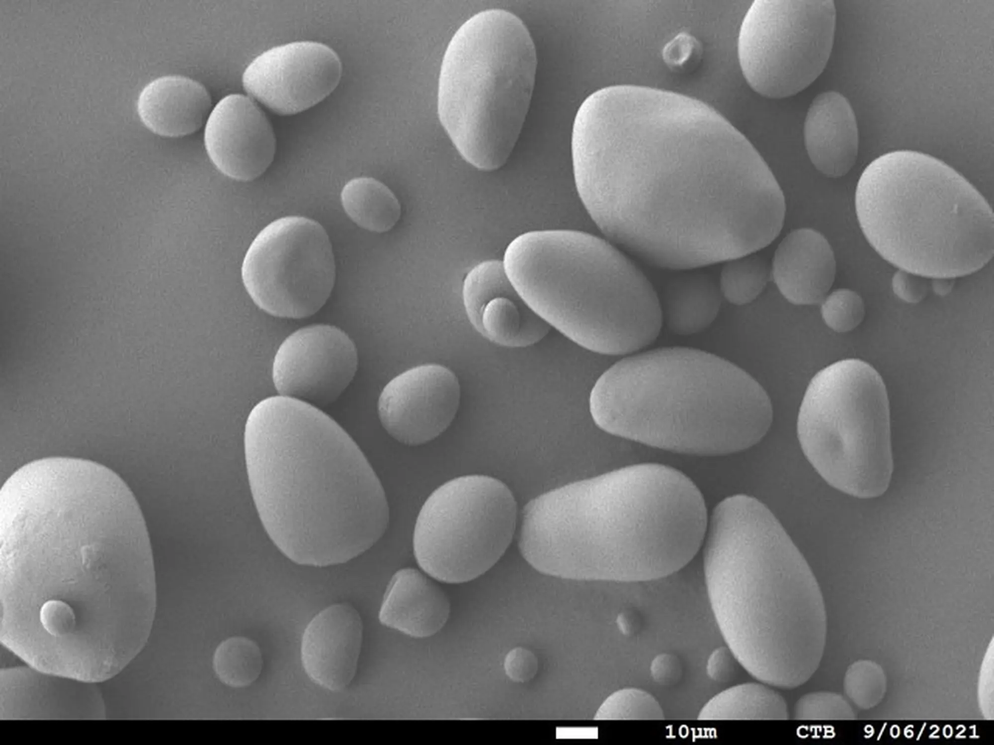 potato starch