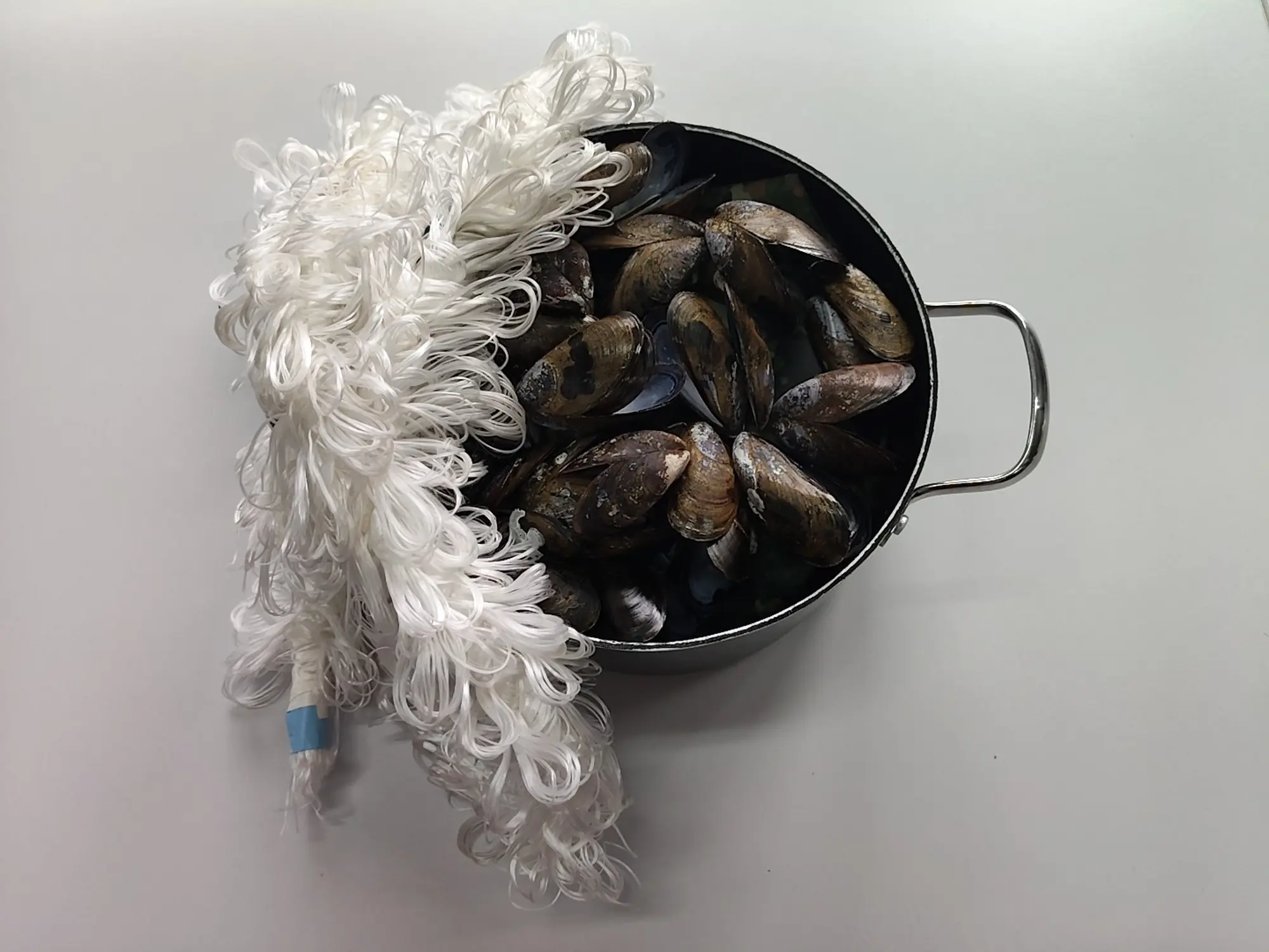 mossels