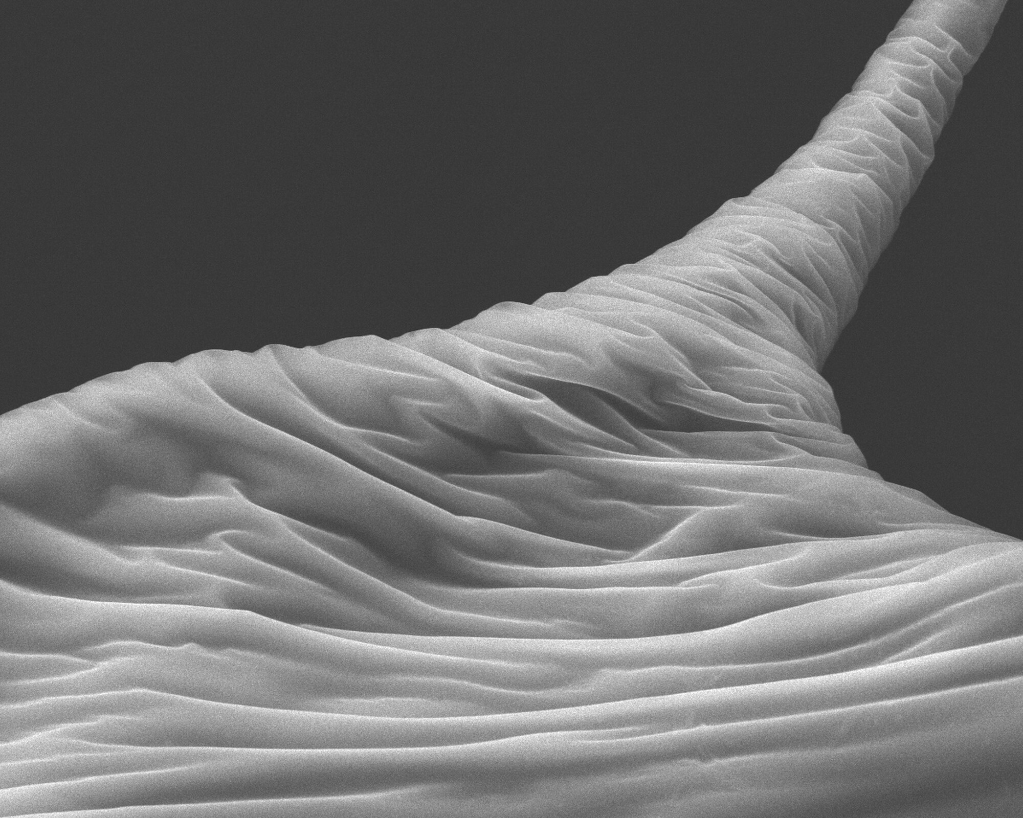lamination SEM