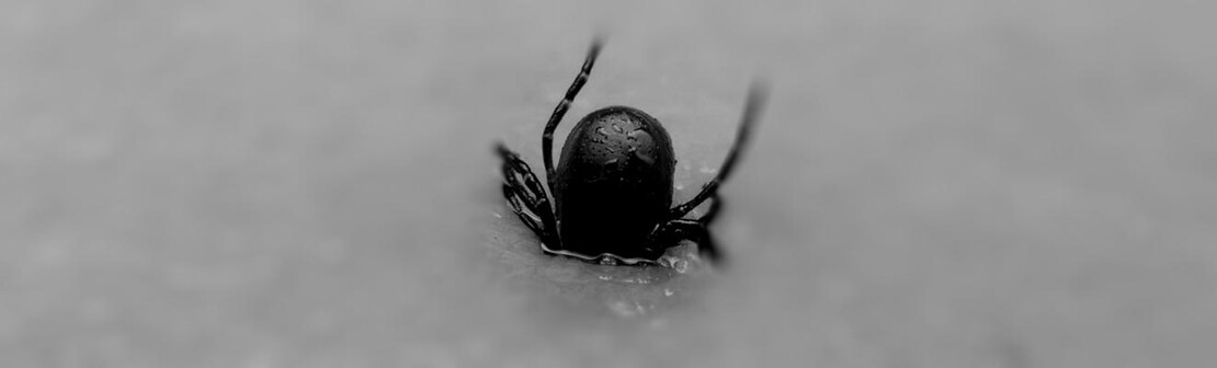 tickbanner