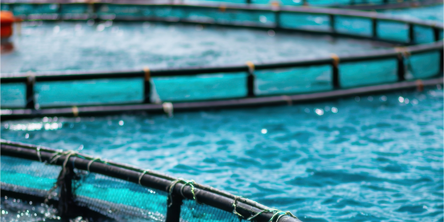 Banner-fishing-gear